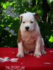 Photo №2 de l'annonce № 102378 de la vente american staffordshire terrier - acheter à Serbie 