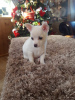 Photo №3. Chiots Pomchi ludiques. La finlande