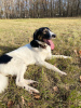 Photos supplémentaires: Le chien méga-positif Vasily est entre de bonnes mains