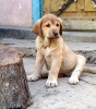 Photos supplémentaires: Beaux chiots Mastiff espagnol