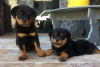 Photo №1. rottweiler - à vendre en ville de Varsovie | 300€ | Annonce №57362