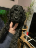 Photo №1. caniche (jouet) - à vendre en ville de Bosanska Krupa | 284€ | Annonce №63499