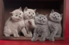 Photo №1. british shorthair - à vendre en ville de Москва | 400€ | Annonce № 45620