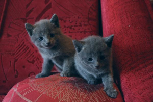 Photos supplémentaires: Je vais vendre des chatons du chat bleu russe
