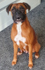 Photo №1. boxer - à vendre en ville de Oakland | 1420€ | Annonce №92660