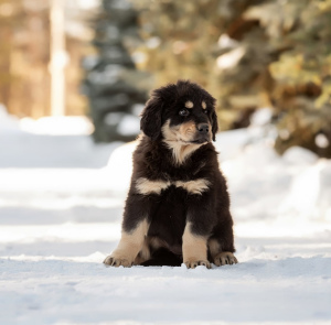 Photo №2 de l'annonce № 6084 de la vente buryat wolfhound mongol - acheter à Fédération de Russie de la fourrière