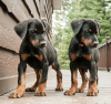 Photo №1. dobermann - à vendre en ville de Helsinki | négocié | Annonce №108684