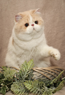 Photo №1. exotic shorthair - à vendre en ville de Biysk | 1136€ | Annonce № 3908