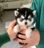 Photo №1. husky de sibérie - à vendre en ville de Антверпен | 450€ | Annonce №120686