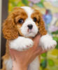 Photo №3. Douce fille Amanda Cavalier King Charles Spaniel. Turquie