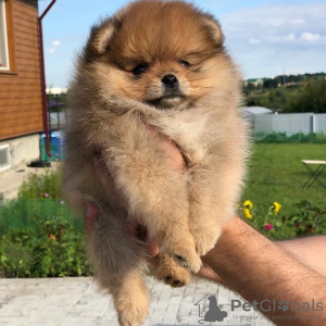 Photo №1. spitz allemand - à vendre en ville de Aigle | Gratuit | Annonce №7381