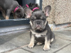 Photo №1. bouledogue - à vendre en ville de Berlin | 379€ | Annonce №38249