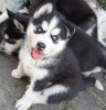 Photo №1. husky de sibérie - à vendre en ville de Юлихярмя | 1000€ | Annonce №110194