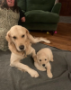 Photo №1. golden retriever - à vendre en ville de Alytus | 350€ | Annonce №127588