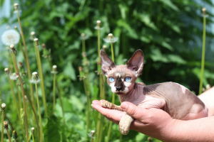 Photo №2 de l'annonce № 2462 de la vente sphynx - acheter à Fédération de Russie de la fourrière