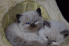 Photos supplémentaires: Jolis chatons Ragdoll disponibles à la vente