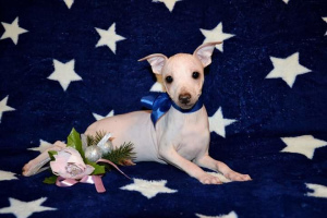 Photo №3. Chiots terrier américain sans poils. Fédération de Russie