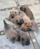 Photo №1. chow-chow - à vendre en ville de Kreivilä | Gratuit | Annonce №124066