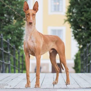 Photo №4. Je vais vendre chien du pharaon en ville de Saint-Pétersbourg. éleveur - prix - 1517€