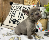 Photo №2 de l'annonce № 37362 de la vente chien bâtard - acheter à Belgique éleveur