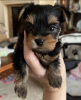 Photo №2 de l'annonce № 121635 de la vente yorkshire terrier - acheter à La Grande-Bretagne annonce privée, de l'abri