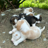 Photo №3. chiots beagle. Allemagne