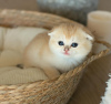 Photo №1. scottish fold - à vendre en ville de New Orleans | 280€ | Annonce № 122983