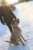 Photo №2 de l'annonce № 9012 de la vente chien bâtard - acheter à Fédération de Russie de l'abri