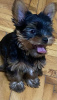 Photo №3. Mini Yorkies. Serbie