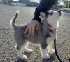 Photo №1. husky de sibérie - à vendre en ville de Riga | négocié | Annonce №111618