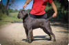 Photos supplémentaires: Chiots Cane Corso