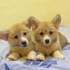 Photo №1. welsh corgi - à vendre en ville de Manila | négocié | Annonce №51334