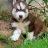 Photo №1. husky de sibérie - à vendre en ville de Malolos | négocié | Annonce №52206