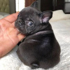 Photo №1. bouledogue - à vendre en ville de Wrocław | négocié | Annonce №85433