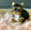 Photo №1. yorkshire terrier - à vendre en ville de Helsinki | 400€ | Annonce №114203