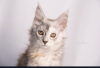 Photos supplémentaires: La chatterie Maine Coon propose des chatons d'âges différents