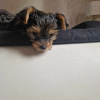 Photo №3. Chiot Yorkshire Terrier. Pologne