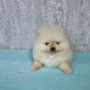 Photo №3. Magnifiques oursons 100% Pomeranian QUALITY. Allemagne