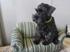 Photo №4. Je vais vendre schnauzer miniature en ville de Varsovie. éleveur - prix - 836€