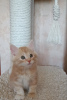 Photo №3. Chatons bobtail kuriliens. Turquie