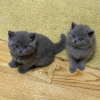 Photo №1. british shorthair - à vendre en ville de Wuppertal | Gratuit | Annonce № 112352