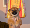 Photo №4. Je vais vendre shiba en ville de Nizhny Novgorod. annonce privée, de la fourrière, éleveur - prix - négocié