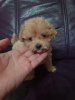 Photo №3. Chiots Maltipoo. Serbie