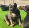 Photos supplémentaires: Chiots American Bully Pocket