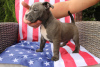 Photos supplémentaires: American Bully Pocket ABKC GrChampions