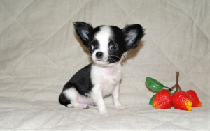 Photo №3. Bébés Chihuahua, âgés de 2 mois.. Fédération de Russie
