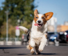 Photos supplémentaires: Welsh Corgi Cardigan, chiot