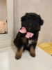 Photo №2 de l'annonce № 64123 de la vente chien bâtard - acheter à Fédération de Russie annonce privée