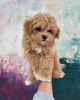 Photo №3. Maltipoo F1.. Allemagne