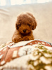 Photo №1. chien bâtard - à vendre en ville de Ужгород | 1500€ | Annonce №85465